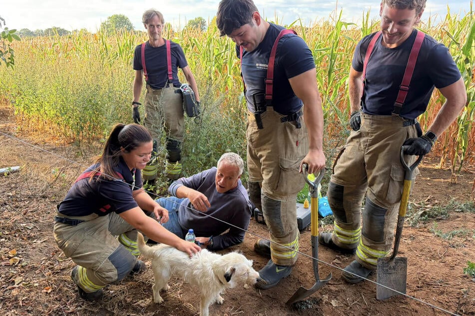 Cello the dog got lost in a badger's den for two days.