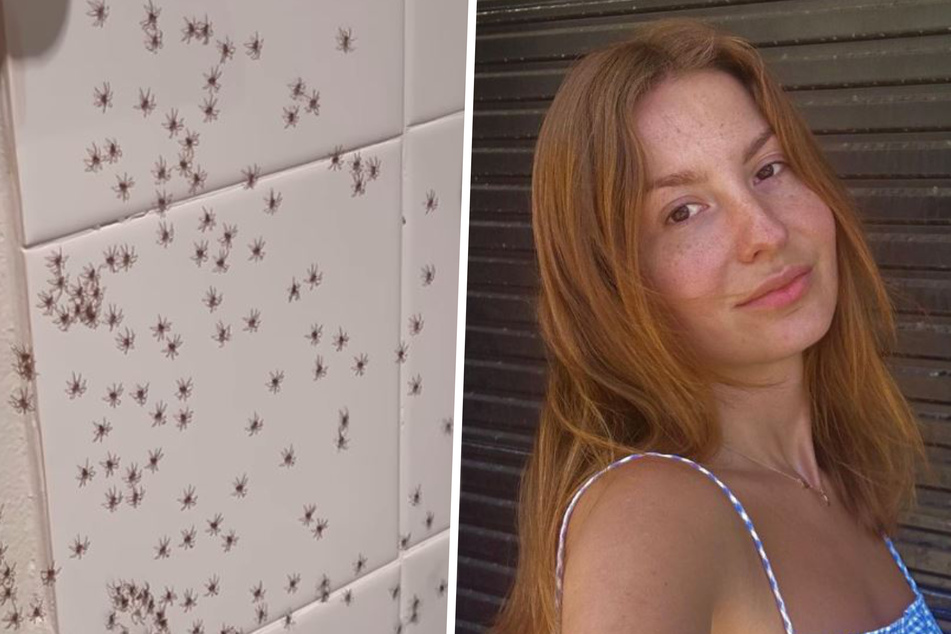 Tourist captures horrifying spider hotel invasion: "Just Australian things"