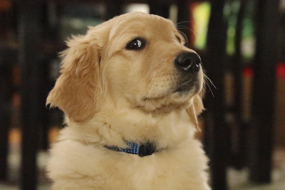 Golden retrievers are some of the most humorous, loving, and loyal dogs in the world.