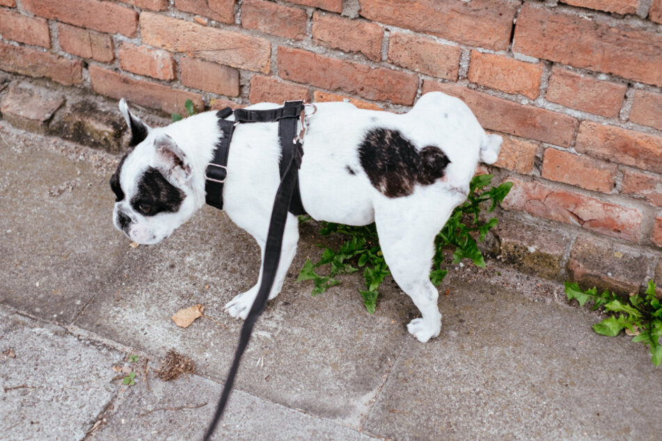 Certain smells will help keep dogs from marking their territory.