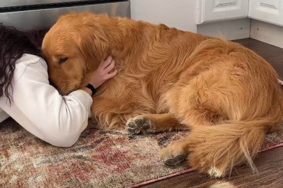 Wally the dog is terribly sad! After all, the Golden Retriever has had a really tough week