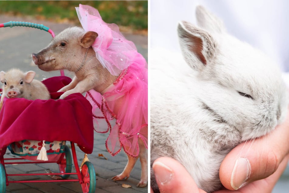 Mini animals: Are these dwarf animals the smallest in the world?