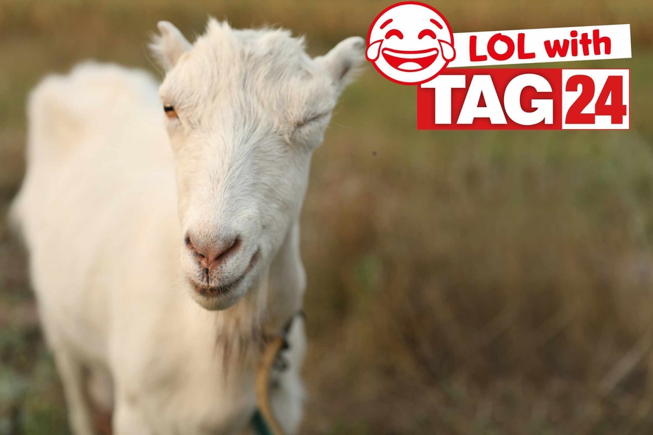Joke of the Night for February 5, 2026: A funny that's the GOAT