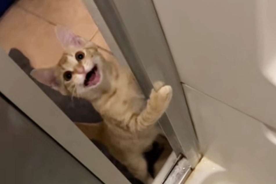 This cat's shower invasion has TikTokers gushing over over his antics.