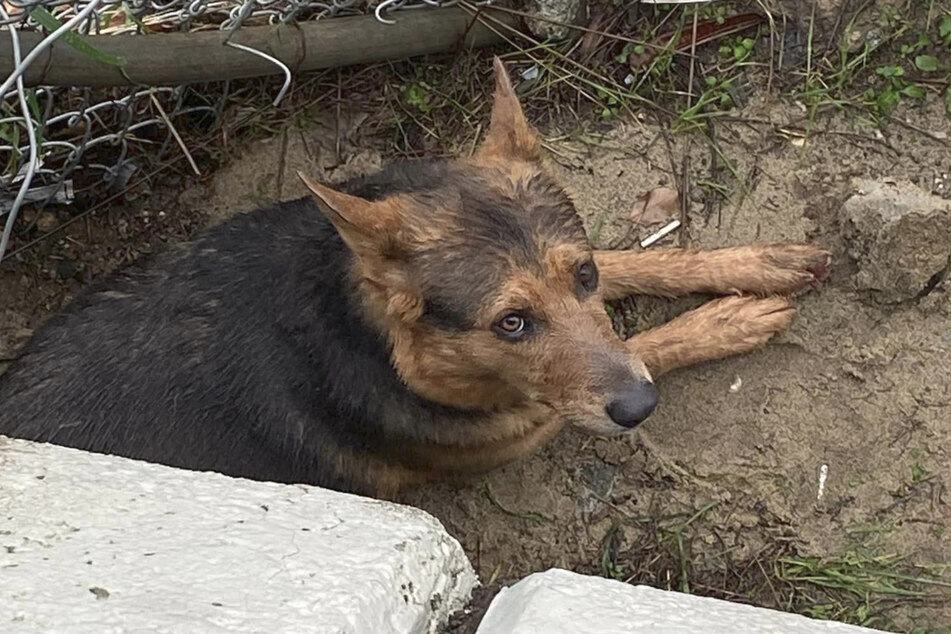 The dog was saved from flooding in the Los Angeles River.