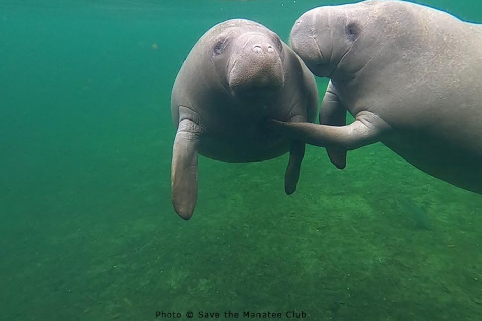 The underwater giants have lost a large part of their habitat in Florida.