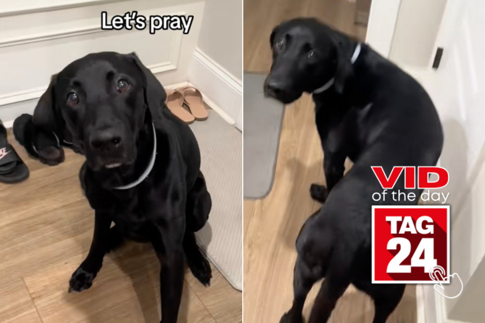 Viral Video of the Day for August 17, 2024: Dog will not eat without praying first!