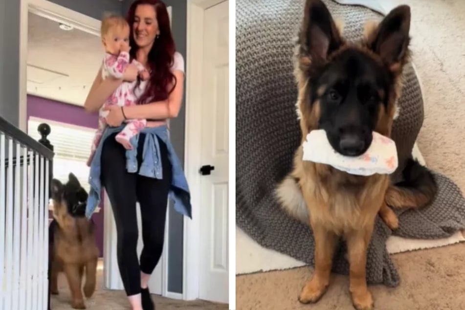 German Shepherd puppy is obsessed with taking care of his human sister: "The best helper!"