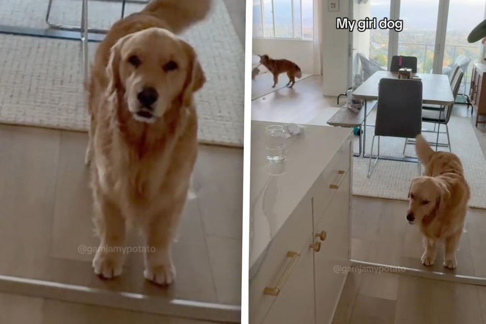 "Boy dog" begs for attention while his sister goes on a hysterical side-quest in the background