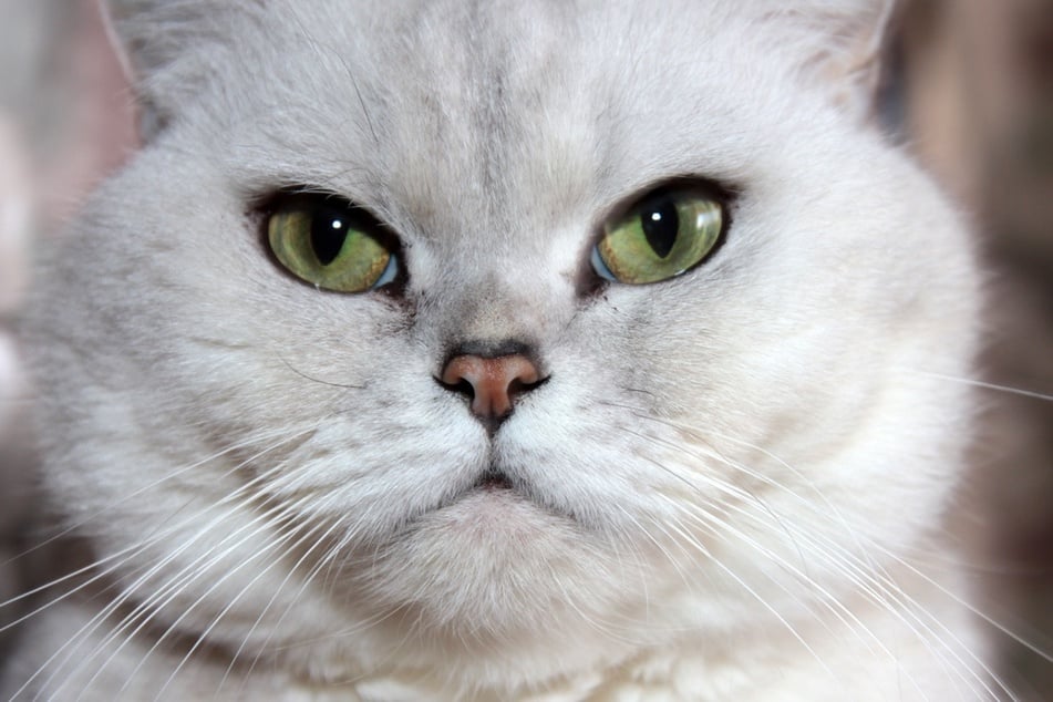 Why is my cat staring at me?