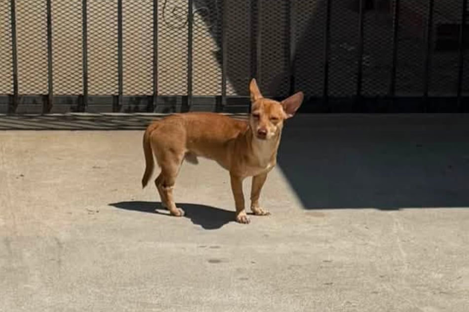 This dog seemed to be waiting for its owners after they had abandoned him.