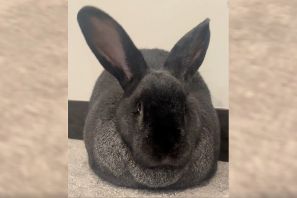 As soon as the ears are up, everything is clear: Stormy is a completely normal rabbit.
