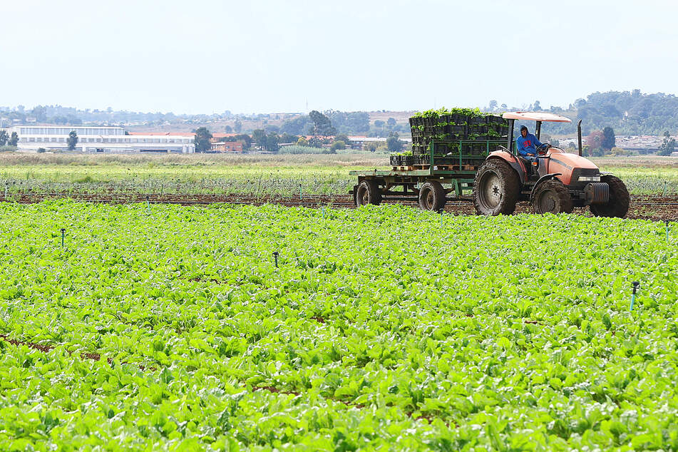 Liquid gold: Human pee could be the future of fertilizer