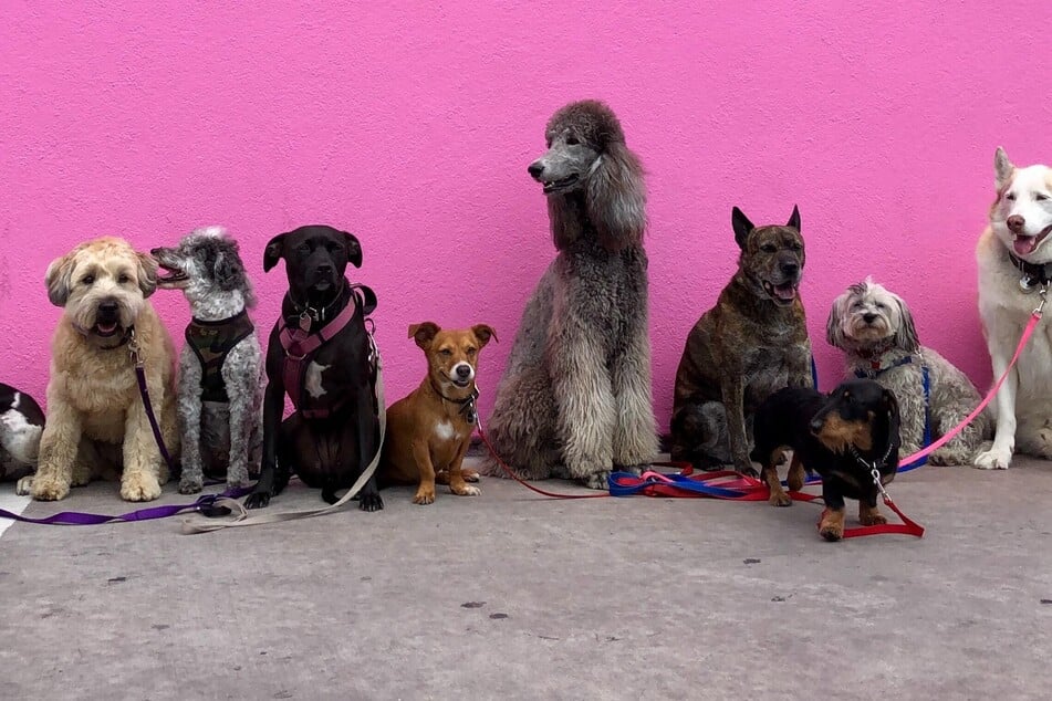 Dogs are amazing animals, and TAG24 has selected five of the most astounding canine world record holders from around the globe (stock image).