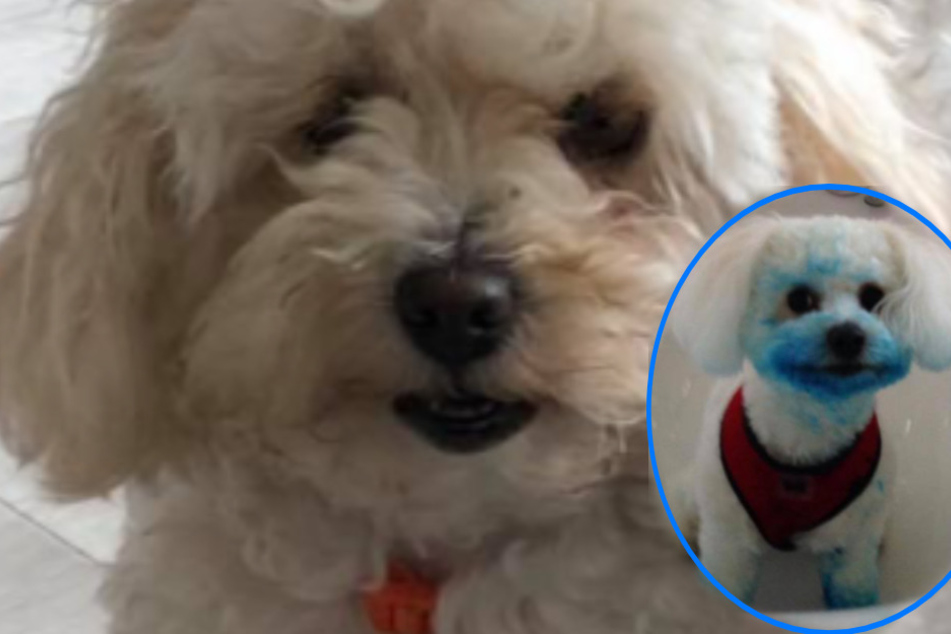 Real life Blue's Clues: woman puzzled by her dog's hilarious Smurf impersonation