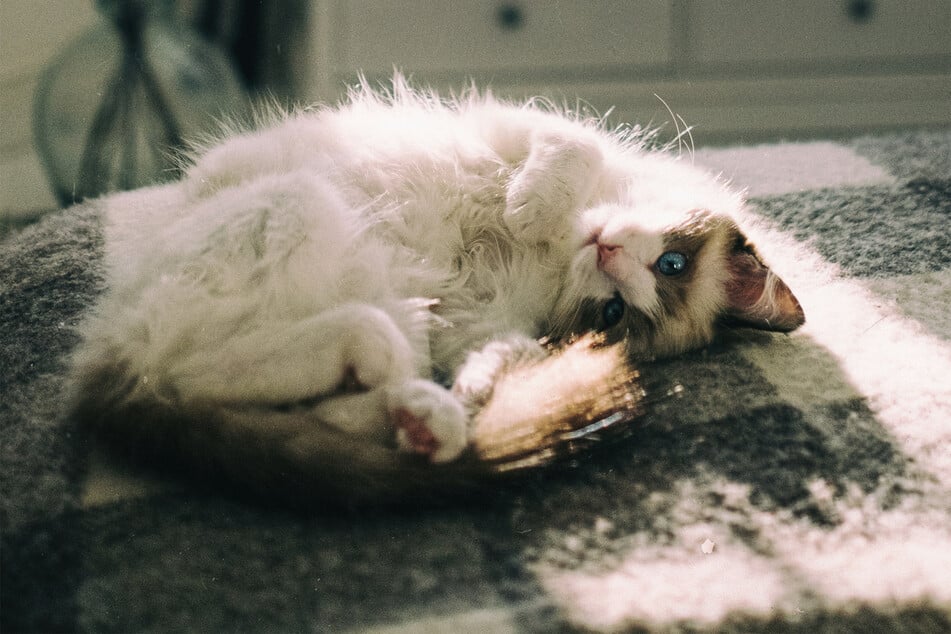 Few cats are as long-lived and healthy as the ragdoll cat, though they are likely to take risks.