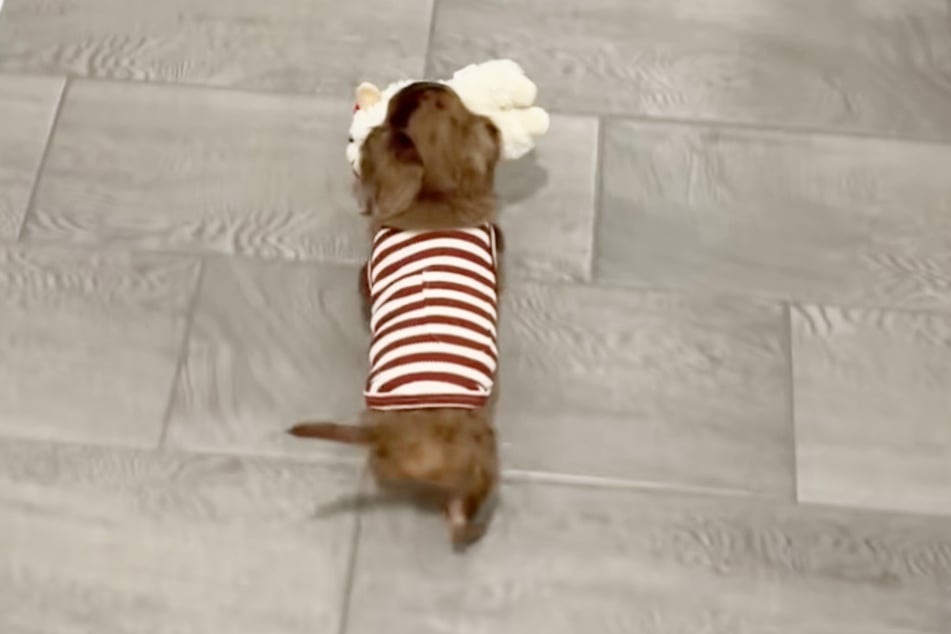 Coco is very serious about his bedtime routine, as the viral video shows.
