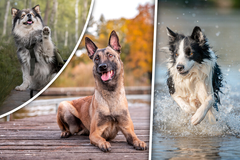 The smartest dog breed in the world isn't the one you think it is!