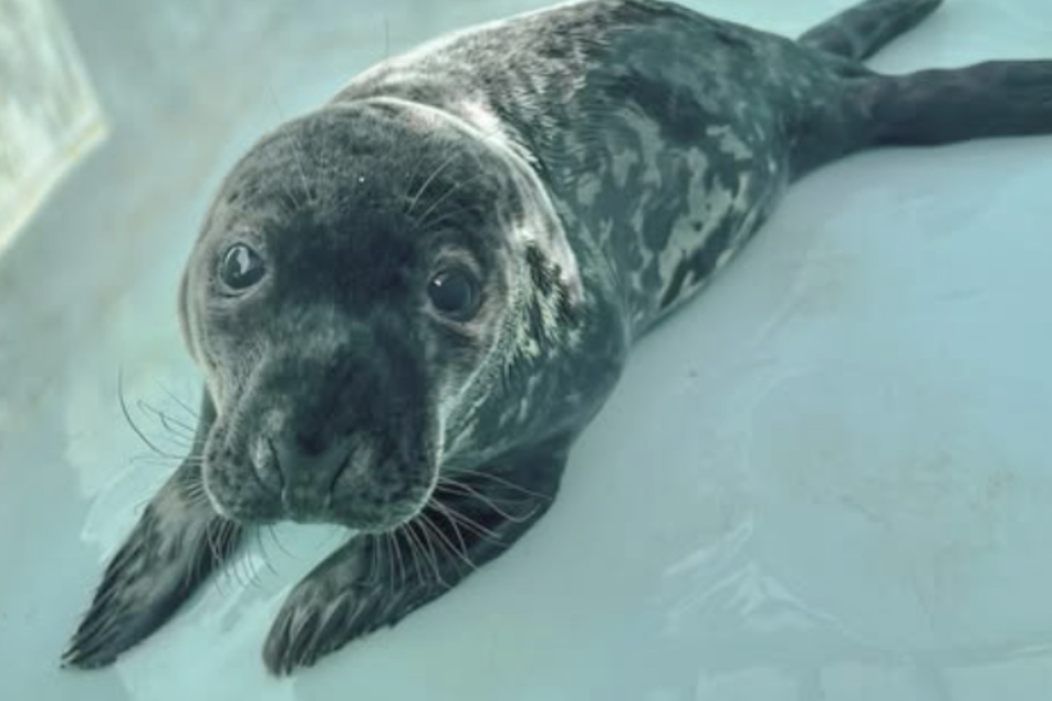 While it seemed as if Chappy the baby seal was going to get better, the animal has suddenly died. But why?