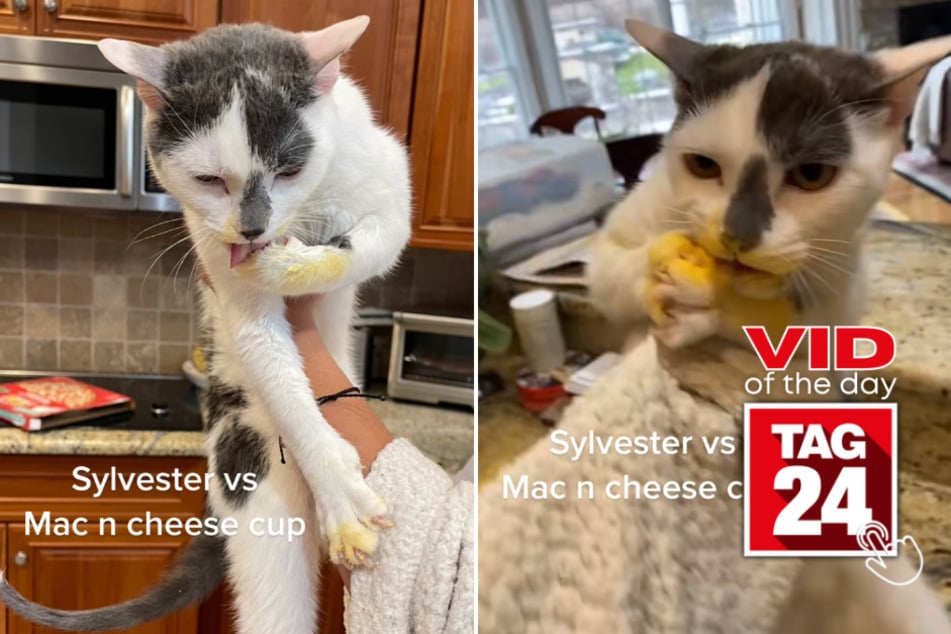 Viral Video of the Day for April 13, 2023: Mac and Cheesy Paws