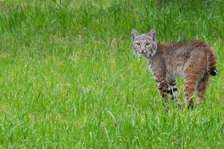 Heroic German Shepherd protects owner from aggressive rabid bobcat