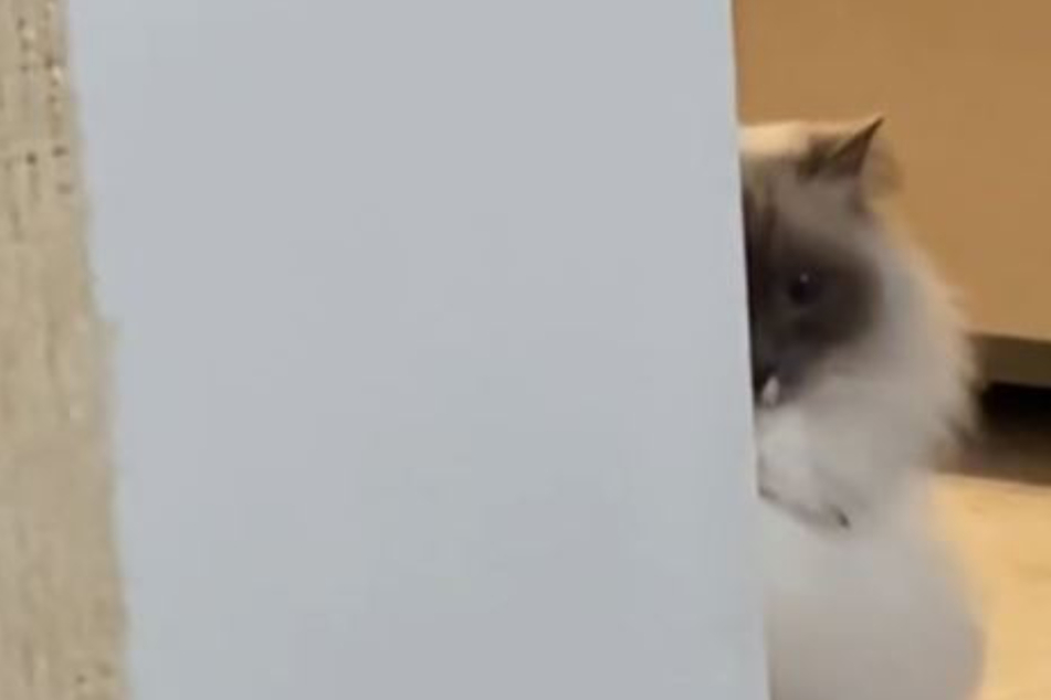 Cat hilariously "fact checks" owner's claim it's too late for treats