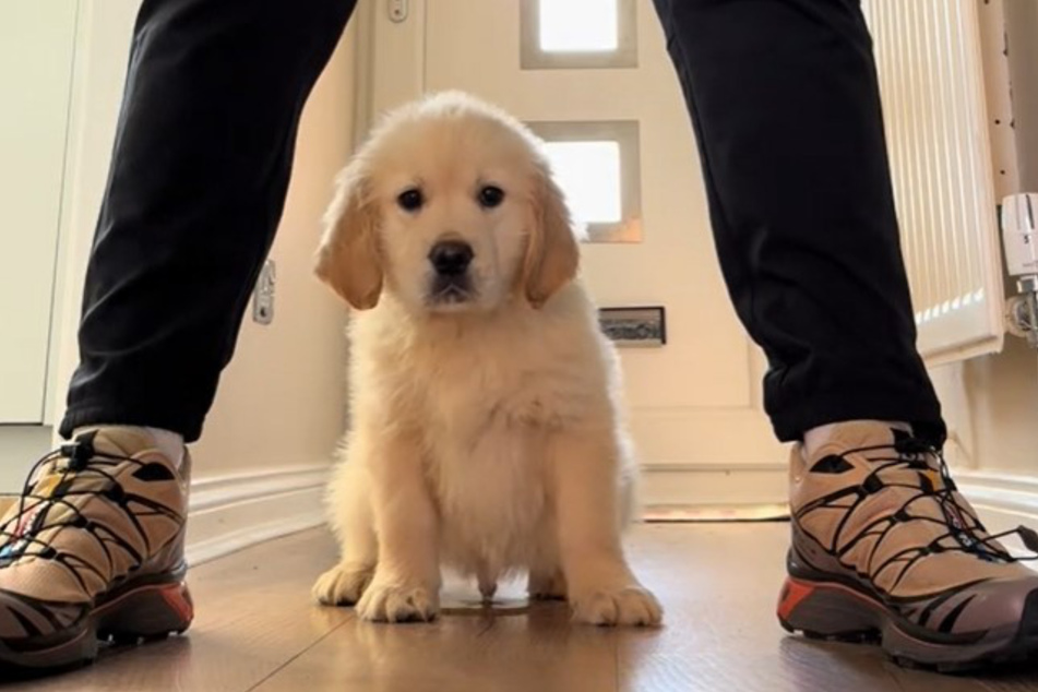 Indeed, Dug the dog is reportedly now "very chilled and content" in his new home.