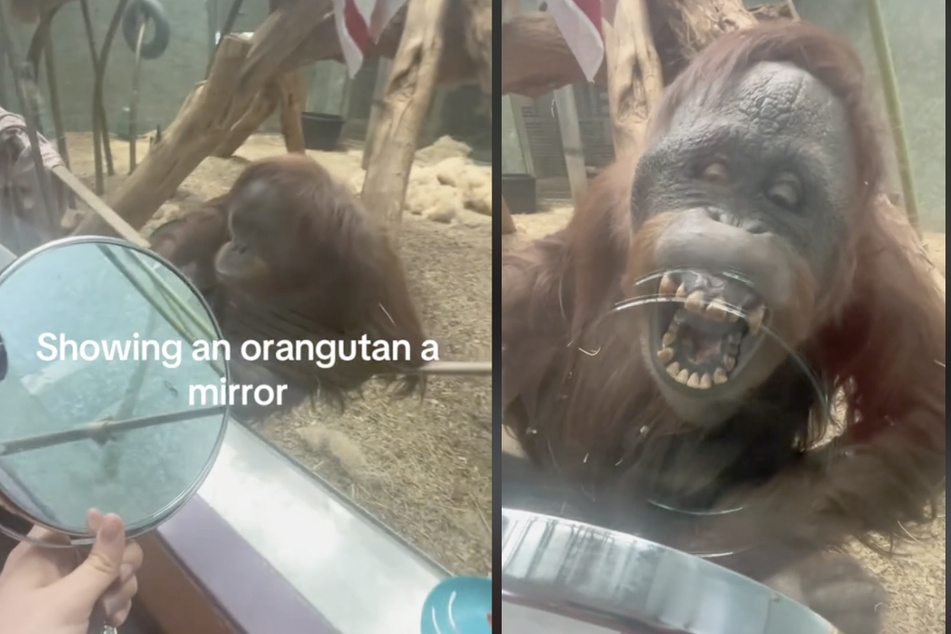 A zoo guest recently brought a mirror for Amber the orangutan to see, and the animal's sweet reaction to the object has gone viral!