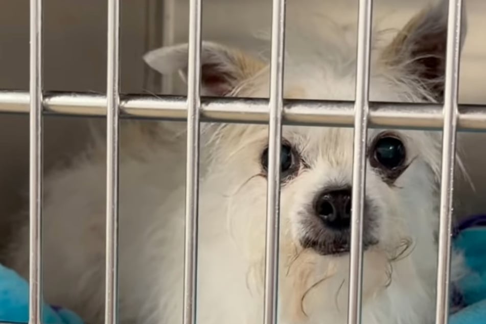 Family abandons 11-year-old Chihuahua, but what happened next is breaking hearts