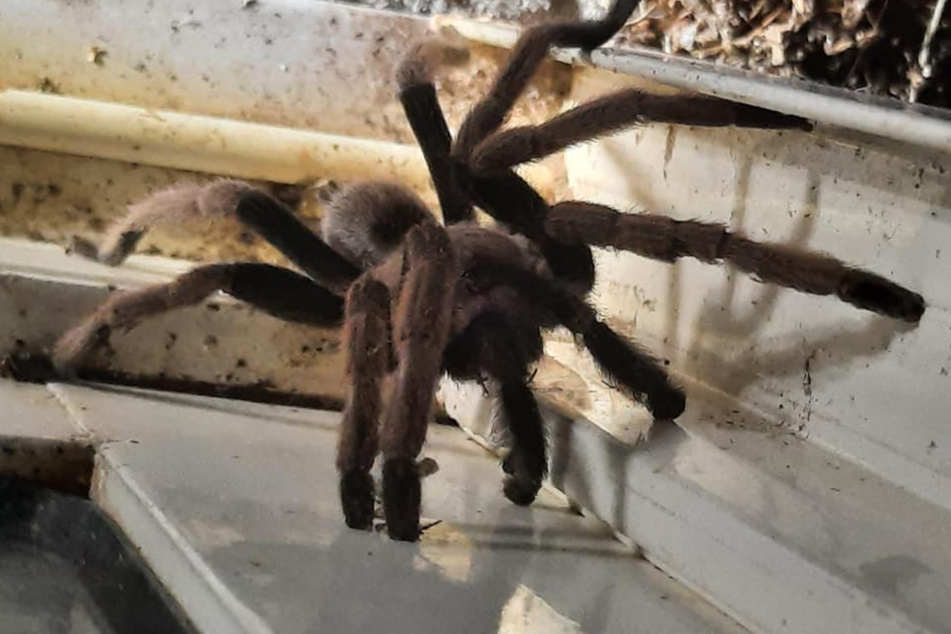 This huge spider made itself at home on Sue Richardson's windowsill.