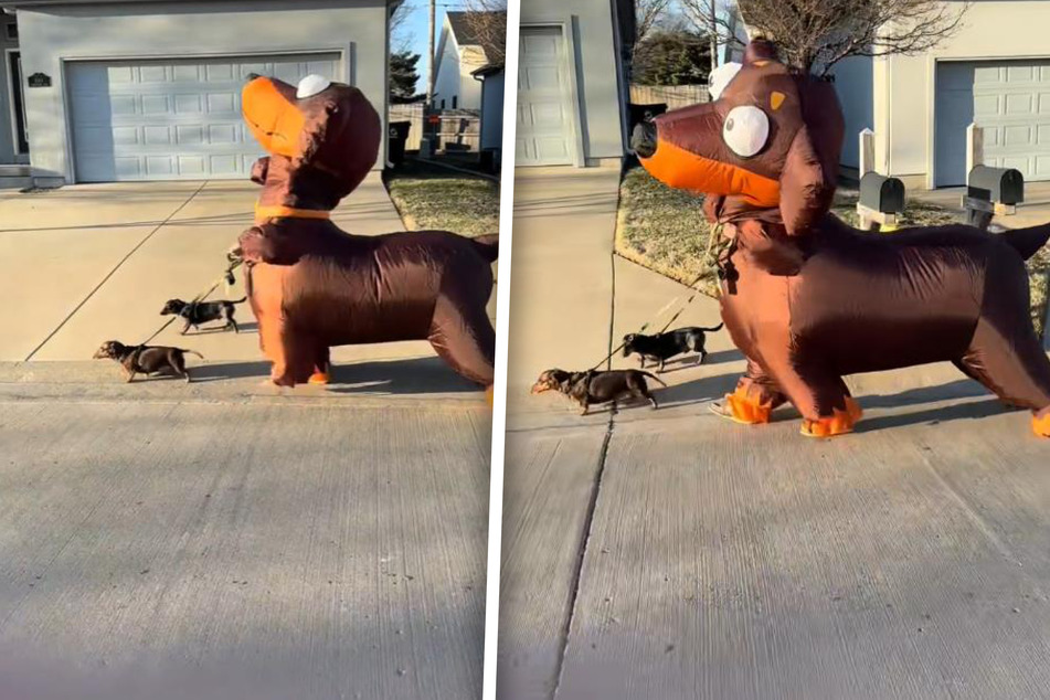 Two cute little Dachshund dogs recently had an unexpected companion on one of their daily walks!