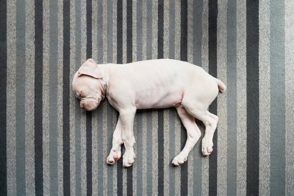 Why is my dog twitching in its sleep?
