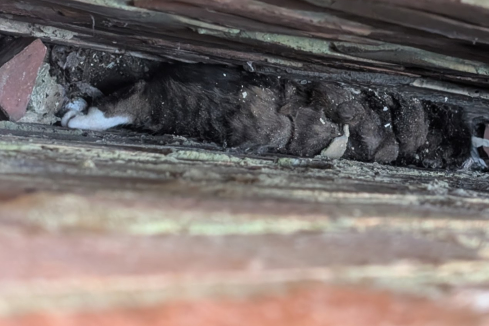 Cat rescuers horrified to find kitty trapped in 4-inch wall gap – are they already too late?