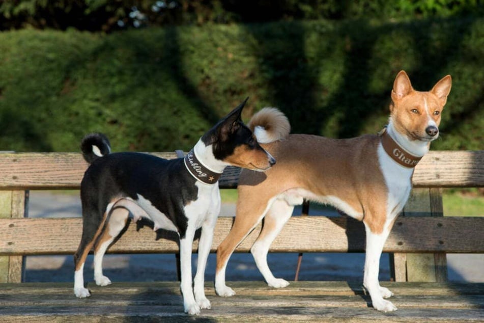 Why can't basenjis bark?