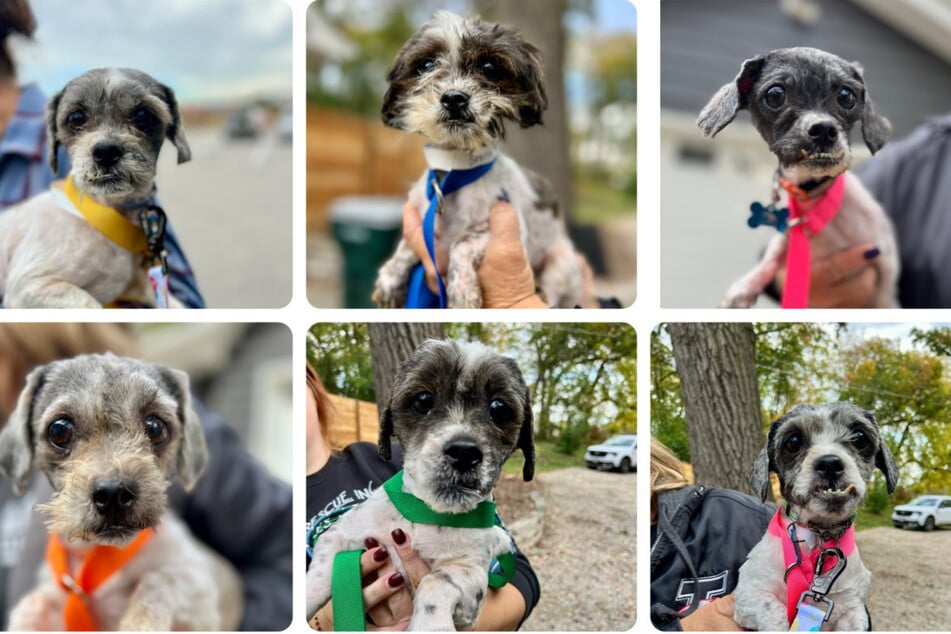 Golonka added that some of the dogs are more frightened than others, and the more unsure ones are being kept in foster homes with some of the more confident ones from the group.