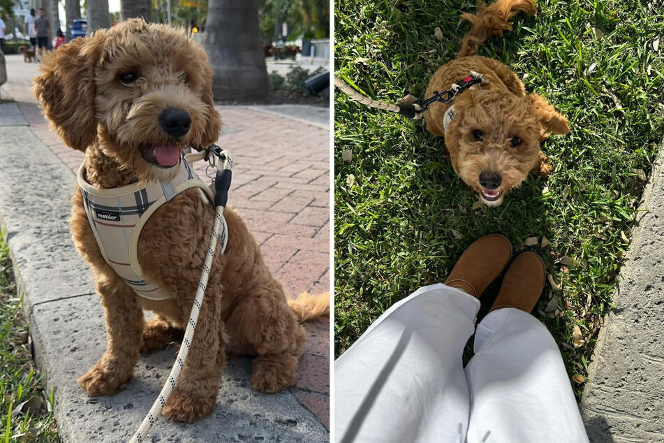 Affectionately dubbed "HC3" by the Cavinder twins, Harvey has captured the hearts of fans everywhere with his irresistible charm.