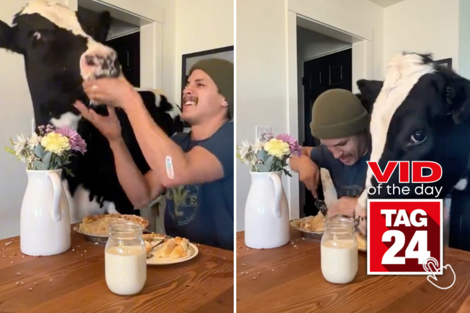 Viral Video of the Day for March 21, 2024: Guy wants to eat pie in peace until hungry cow jumps in!