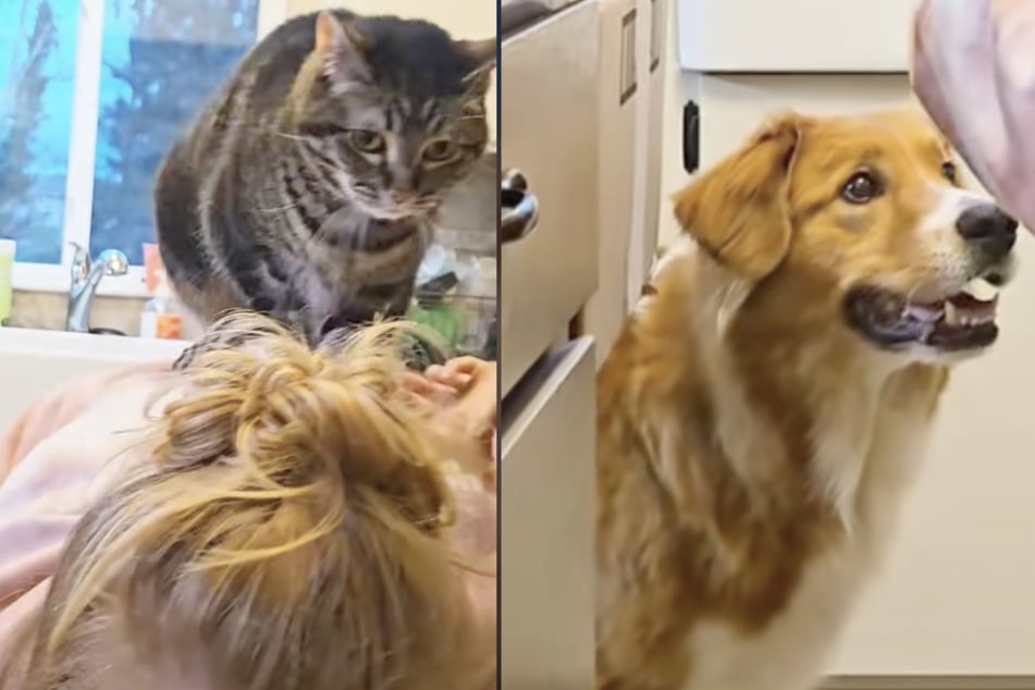 Dog gets FOMO over cat playing with mom – then he makes a wild decision!
