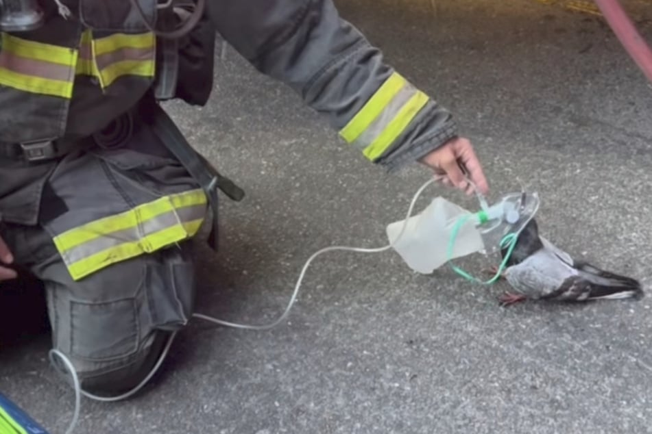 Firefighters help tiny pigeon recover from smoke inhalation in adorable rescue!