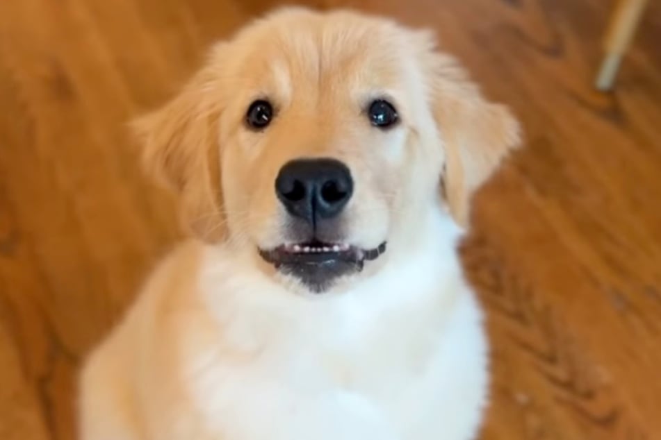 Happy the Golden Retriever is about to have her first Halloween!