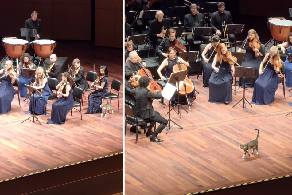 Video footage shows the apparently music-loving cat strolling across the stage.