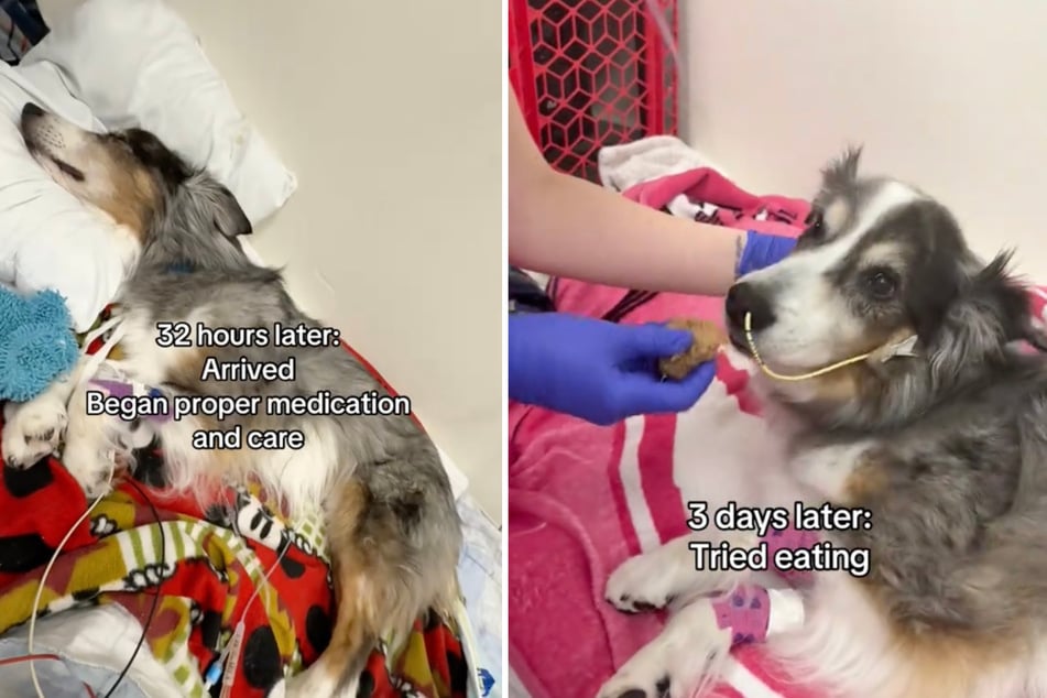 A moldy snack almost killed this little Australian shepherd dog.