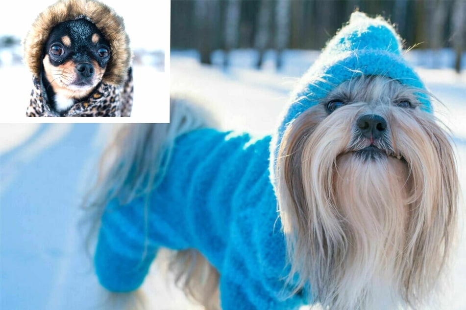 Do dogs need coats in winter? When, how, and why to bundle up your pup