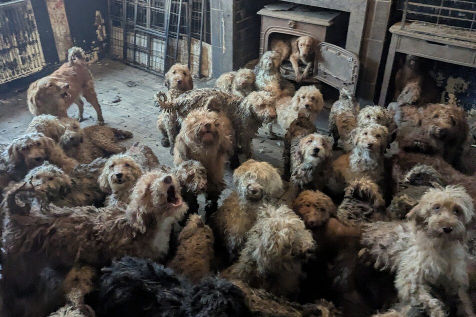 The RSPCA posted a second photo of the dogs to dispel any doubts about the authenticity of the case.