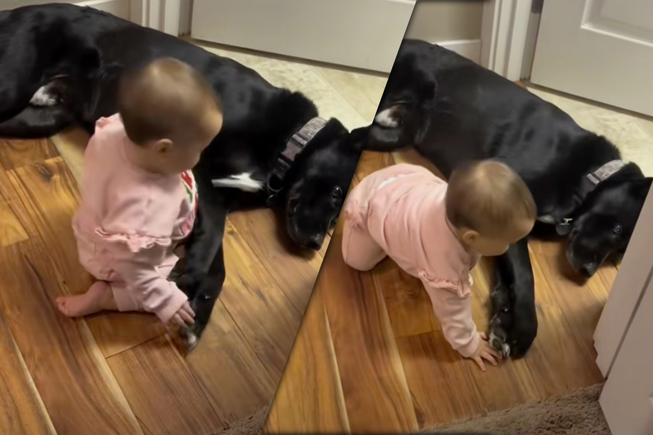 Dog shows off nanny skills as he adorably blocks crawling baby from escaping!