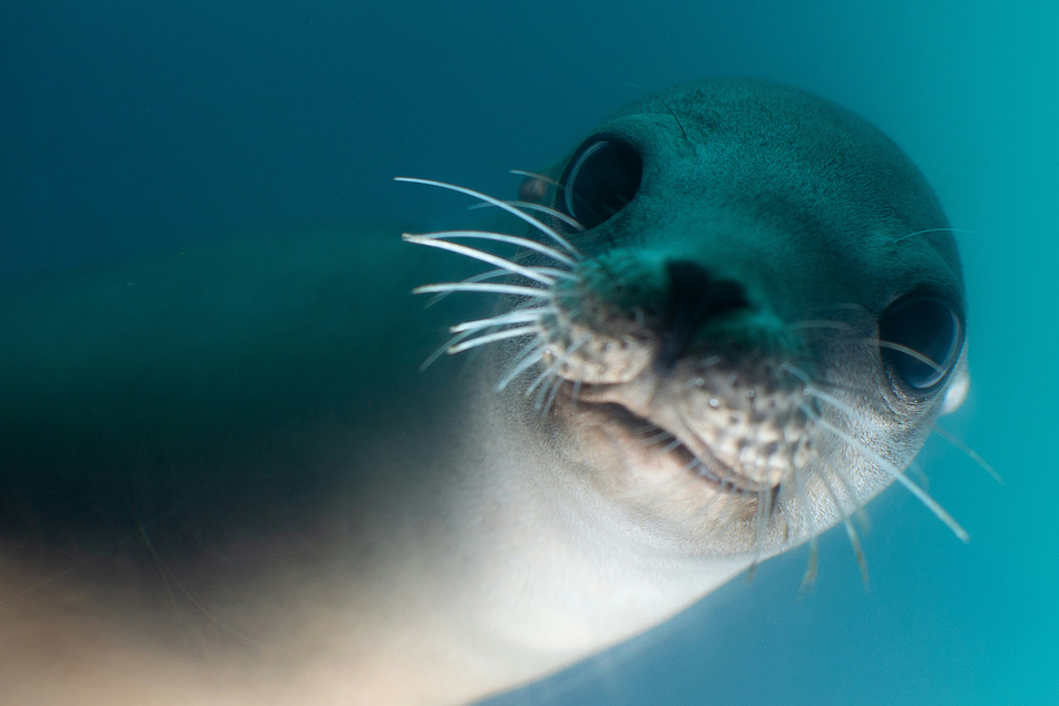"Demonic" sea lions attack beachgoers in California for this bizarre reason