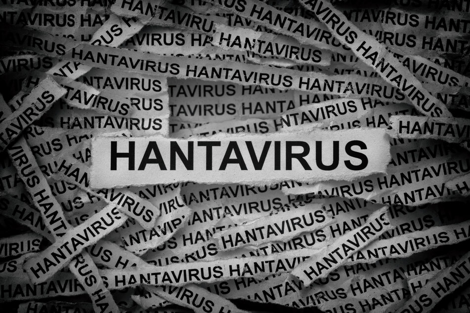 Humans can catch hantaviruses from contact with infected mice or rats or their droppings, or being bitten or inhaling contaminated dust.