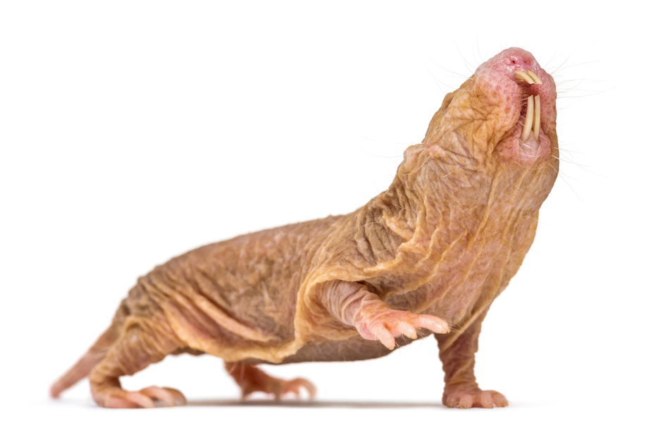 This long-living rodent is possibly the weirdest animal world record holder ever!