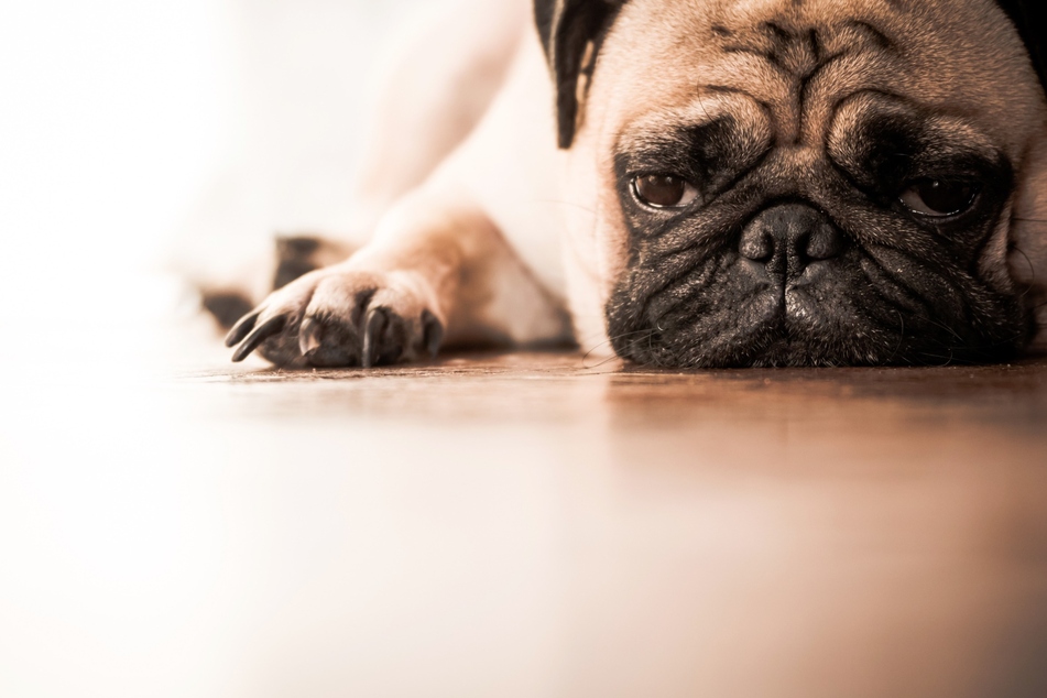 Almost everyone is familiar with sore muscles, but can dogs also experience this pain?