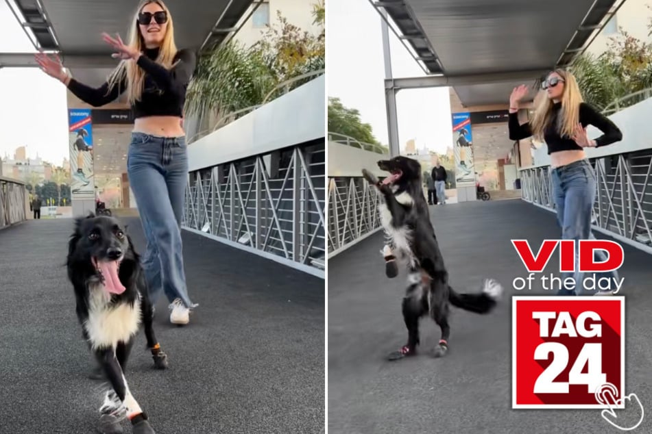 Today's Viral Video of the Day features a girl and her dog who performed a highly-impressive coordinated dance on TikTok that viewers can't get enough of!